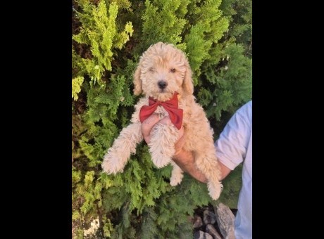 1 labradoodle f1bol1026.jpg